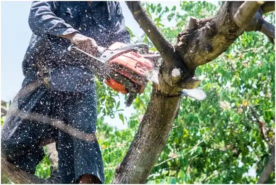 tree services Ranchester